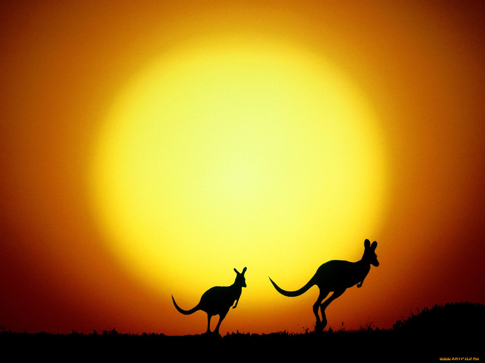 the, kangaroo, hop, australia, , 